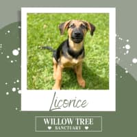 Photo of Licorice
