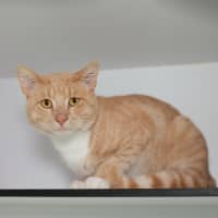 Photo of Copper