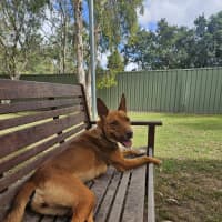 Photo of Nova