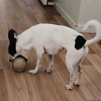 Photo of Billie   4 Year Old Chihuahua