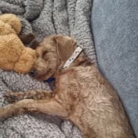 Photo of Dewey   4 Month Old Toy Poodle