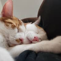 Photo of Berlioz And Aurora