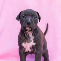 Photo of Coffee Ripple