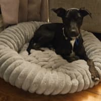 Photo of Timmy   4 Month Old Kelpie X