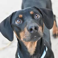 Photo of Dobby