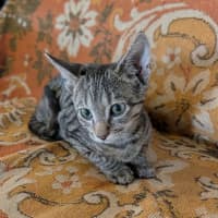 Photo of Wazarina