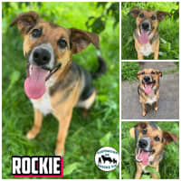 Photo of Rockie