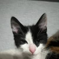 Photo of Rocket