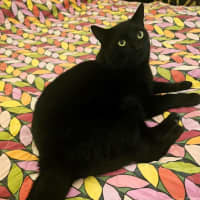 Photo of Kisa