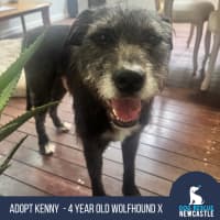Photo of Kenny   4 Year Old Wolfhound X