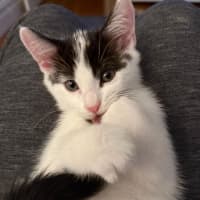 Photo of Oreo