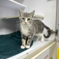 Photo of Comet