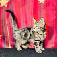 Photo of Pip (Located In Preston) 