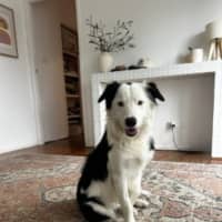 Photo of Oreo