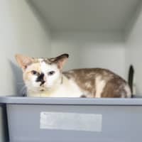 Photo of Chilli