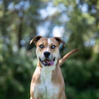 Photo of Cobalt