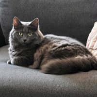 Photo of 9751   Spice