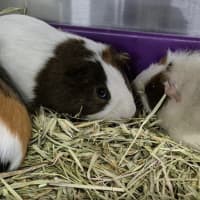 Photo of Gomez (Bonded With Batty And Dexter)