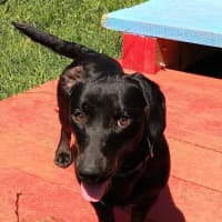 Photo of Stella