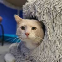 Photo of Barley