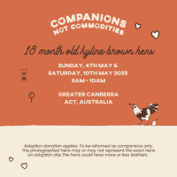 Photo of Rescue Hens