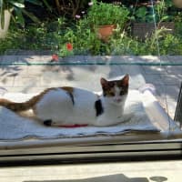 Photo of Blossom