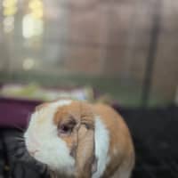 Photo of Snuggles