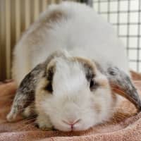 Photo of Harry Hopper