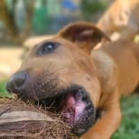 Photo of Taz