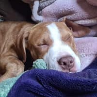 Photo of Nutmeg   4 Month Old Staffy X