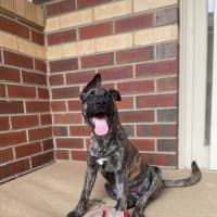 Photo of Ember ( Was Poppi)