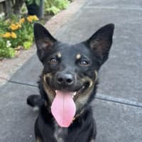 Photo of Pixie 