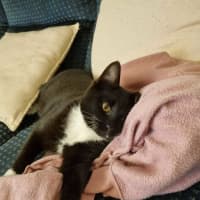 Photo of Pickles