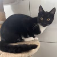 Photo of Tux