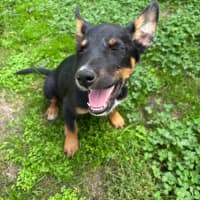 Photo of Lupin