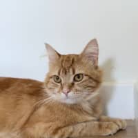 Photo of Gingerbread