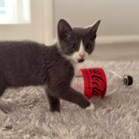 Photo of Ziggy 💙🧶