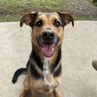 Photo of Ollie (Eddie)