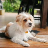 Photo of Mumbles