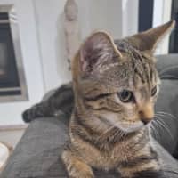 Photo of Rascal