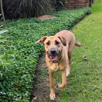 Photo of Ducky   Assisted Rehome