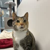 Photo of Cleopatra