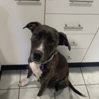 Photo of Delilah   1 Year Old Staffy X
