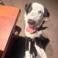 Photo of Willow