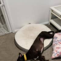Photo of Eve, The Greyhound