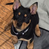 Photo of Cauliflower