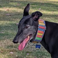Photo of Tutu The Greyhound