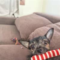 Photo of Taquito