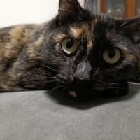 Photo of C1493 Bobby