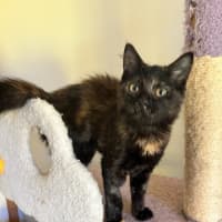 Photo of Suzi *9 Lives Project Rescue*